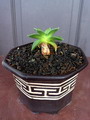 Mesembryanthemum vittatum